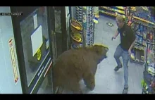 Niedźwiedź brunatny napadł na sklep w USA