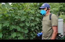 How to Process Grapes Microfertilizers