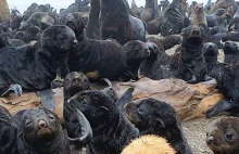 Ruda foka – rzadki okaz znaleziony przez rosyjskich biologów