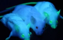 Kosmiczne umięśnione myszy wróciły na Ziemię. Niezwykły eksperyment NASA