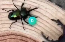 Żywy chrząszcz vs chrząszcz robot