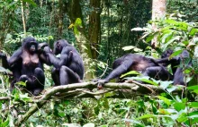 Różne diety grup bonobo dają wgląd w tworzenie kultury
