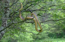 Wąż dusiciel w Bieszczadach. Żyje ich tam ponad 100 - Polsat News