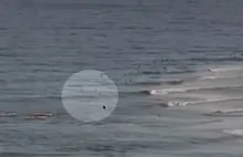 Opublikowano nagranie, na którym widać, jak żarłacz biały atakuje człowieka