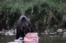 Niedźwiedzia uczta w rzece. Bieszczadzki misiek pałaszuje jelenia - Wideo