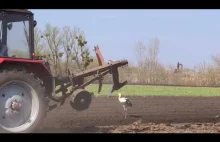 Amazing Storks Came to Help Tractor to Cultivate the Ground