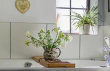 Rośliny do łazienki, jak zrobić las w słoiku? Sprawdź idealne rośliny!