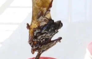 Chiny: Znalazł martwego nietoperza na dnie słoika z sosem