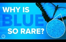 Dlaczego kolor niebieski tak rzadko występuje u zwierząt? (ang.)