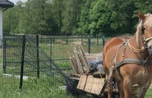 Tylko koń był trzeźwy. Podczas interwencji policji ruszył i uszkodził ogrodzenie