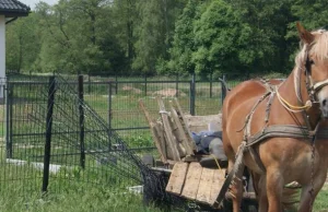 Tylko koń był trzeźwy. Podczas interwencji policji ruszył i uszkodził ogrodzenie