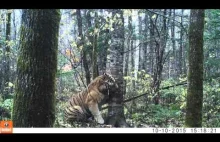 Wild Siberian Tiger in Russian Far East