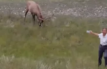 Facet ryzykuje życie dla zdjęcia jelenia