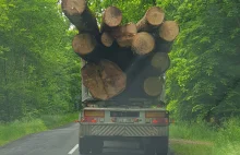 Lasy Państwowe ponownie ruszają z akcją „sadziMy”