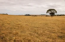 Zwracanie farm właścicielom w Zimbabwe nie idzie do końca z planem