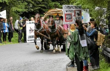 Posłowie KO chcą zakazu używania koni do transportu turystów. "Są zamęczane"