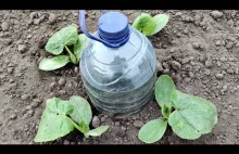 How to Make Drip Watering from a Bottle. Everything Ingenious is Simple.