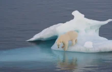 Spadek powierzchni lodu morskiego utrudnia niedźwiedziom polowania