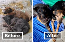 66 Zdjęcia przed i po porzuconych psów, którym ta organizacja dała drugą szansę