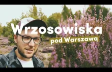 Mostówka - Przepiękne wrzosowisko 30min jazdy od Warszawy