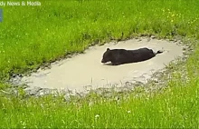 Niedźwiedź kąpiąc się w błotnistej kałuży postanowił zacząć puszczać bańki