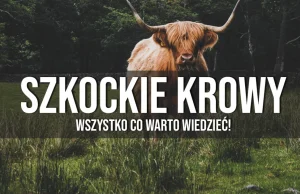 Włochate krowy ze Szkocji - wszystko co warto wiedzieć!