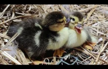 My Ducklings Growing Up and Enjoying Life on the Farm