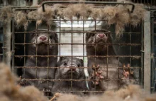 Zakaz hodowli zwierząt futerkowych pozbawi Polskę 9 mld złotych rocznie