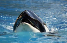 Hiszpania: agresywne orki atakują i uszkadzają statki