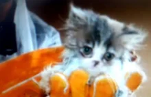 Uratowano 50 kotów perskich. Zwierzęta żyły w koszmarnych warunkach