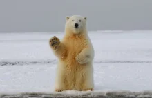 Do roku 2100 może już nie być niedźwiedzi polarnych