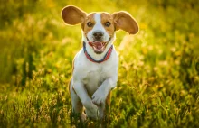 Przyjacielskie beagle, urocze mopsy, a może rodzinne labradory?...