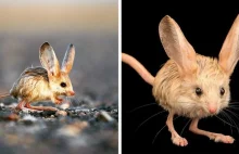 Skoczek uszaty wygląda jak skrzyżowanie myszy, królika, świni i kangura