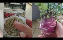 Kalarepa fioletowa czyli nieoczekiwany rezultat wysiewu nasion na kiełki