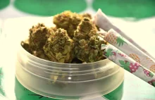 Susz z kwiatów cannabis sativa bez thc – a na co to komu?
