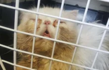 Uratowano 50 kotów perskich. Hodowca był poszukiwany