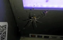 Bankomat, który jest przekleństwem arachnofobików [FOTO,VIDEO]