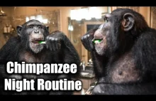 Nocna toaleta szympansa