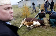Zakaz uboju rytualnego kosztował rolników miliard zł rocznie. 11.12.2014.