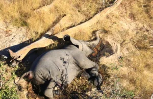 Masowe wymieranie słoni w Botswanie. Poznano przyczynę