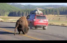Niesamowita bitwa bizonów w Yellowstone na drodze