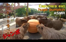 Kapibary jedzą gigantyczną dynię