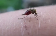 Pierwszy przypadek tropikalnej dengi w Holandii. Kobietę ukąsił komar