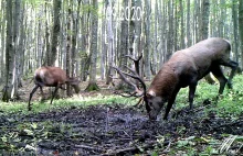 Rykowisko jeleni nagrane przez bieszczadnika! [VIDEO]