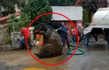 Gigantyczny szczur wyciągnięty z kanalizacji. Rozmiar robi wrażenie [WIDEO