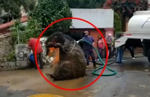 Gigantyczny szczur wyciągnięty z kanalizacji. Rozmiar robi wrażenie [WIDEO