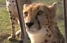 Czy wiedzieliście jakie dźwięki wydaja gepardy?
