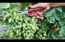 How to get More Quality and Tasty Grapes in the Vineyard!