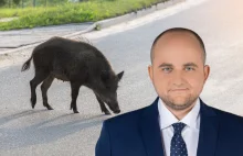 Radny PiS rozwiązał problem dzików w Szczecinie. Kazał je zjeść