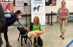 Psy na lotnisku w Helsinkach mogą wykryć COVID-19 z niemal 100% dokładnością